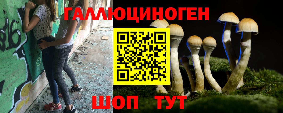 Галлюциногенные грибы Psilocybine cubensis Черногорск